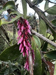 Thibaudia floribunda