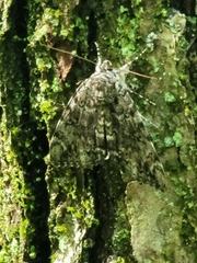 Catocala lacrymosa