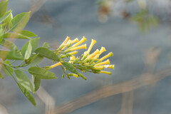 Nicotiana glauca