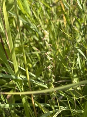 Spiranthes casei casei