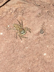 Platycryptus arizonensis