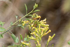 Nicotiana glauca