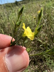 Linum sulcatum