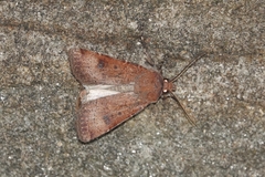 Agrotis trux