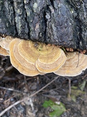 Trametes betulina