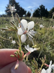 Oenothera filiformis