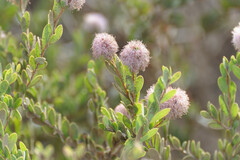 Melaleuca nesophila