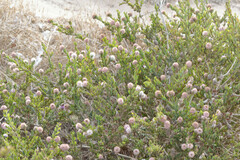 Melaleuca nesophila