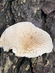 Trametes betulina
