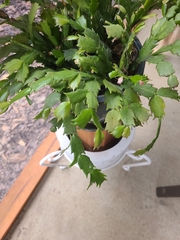 Schlumbergera truncata