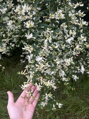 Lespedeza bicolor