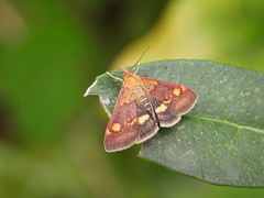 Pyrausta aurata