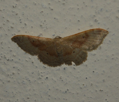 Idaea degeneraria