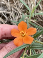 Talinum aurantiacum