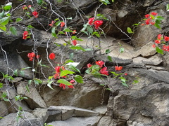 Bougainvillea
