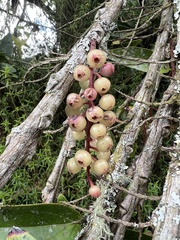 Thibaudia floribunda