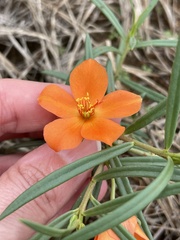 Talinum aurantiacum