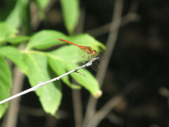Sympetrum vicinum