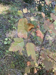 Physocarpus malvaceus