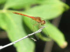 Sympetrum vicinum