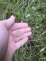 Setaria parviflora