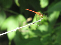 Sympetrum vicinum
