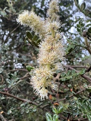 Weinmannia tomentosa
