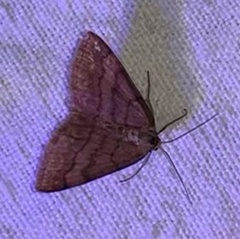 Scopula rubiginata