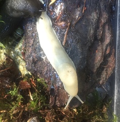 Ariolimax columbianus