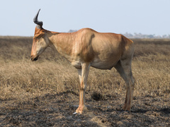 Alcelaphus buselaphus cokii