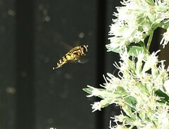 Helophilus fasciatus
