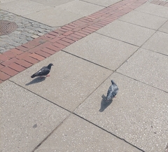 Columba livia domestica