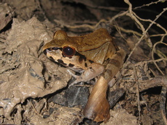 Leptodactylus pentadactylus