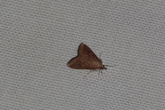 Udea ferrugalis