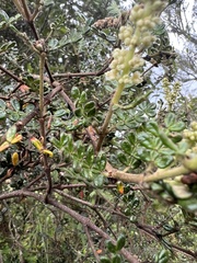 Weinmannia tomentosa