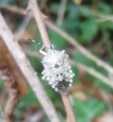 Rhaphigaster nebulosa