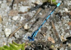 Enallagma doubledayi