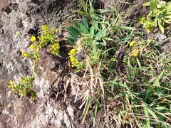 Crepidiastrum lanceolatum