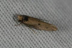 Tinea apicimaculella