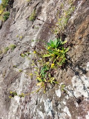 Crepidiastrum lanceolatum
