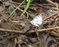 Lomographa semiclarata