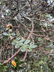 Weinmannia tomentosa