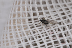 Aphidomorpha
