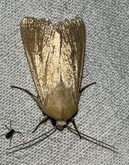 Mythimna sicula