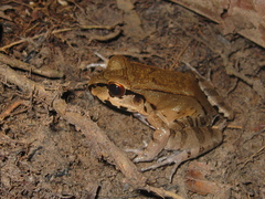 Leptodactylus pentadactylus