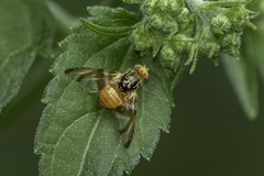 Tephritidae
