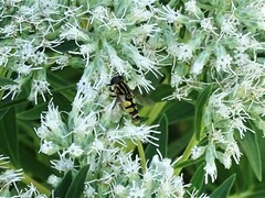 Helophilus fasciatus