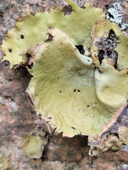 Umbilicaria