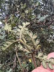 Weinmannia tomentosa