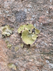 Umbilicaria